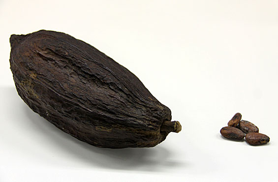 カカオの実（左）と中に入っている豆（右）。この豆からチョコレートができるんだって