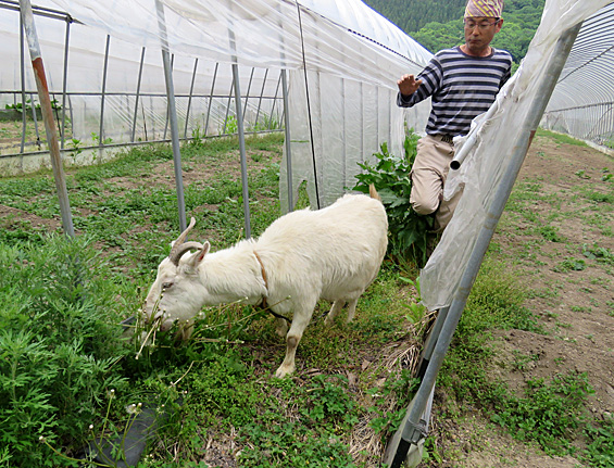 去年から飼い始めた「やぎ」。食欲旺盛で雑草をムシャムシャ食べてくれて、生産者の飯田さんは大助かり！