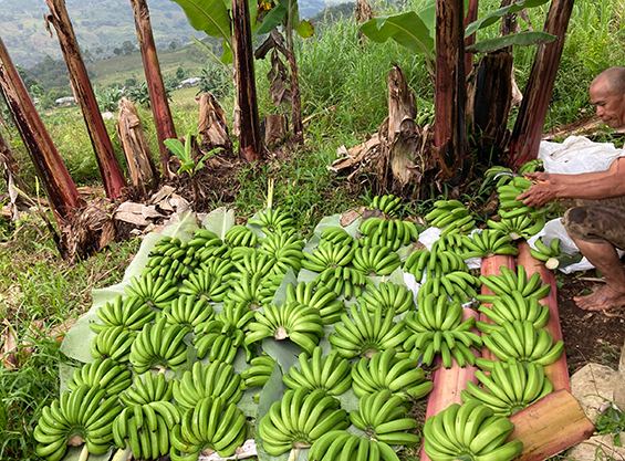banana2