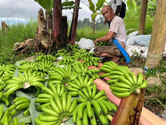 banana4